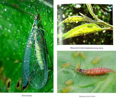 Как создать сад, который будет полезен для насекомых и приятен для глаз: фото-примеры