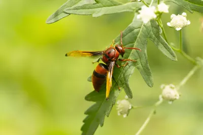 Сады для полезных насекомых: фото, которые вас вдохновят