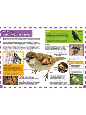 Картинка: Как привлечь разнообразие птиц в свой сад