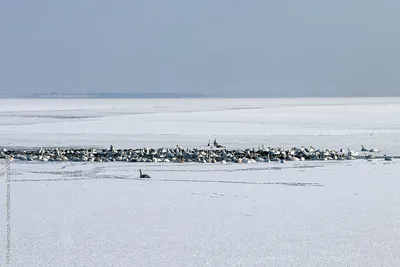 Фотография Сады Для Зимовки Птиц: о том, как можно создать условия для животных в зимний период