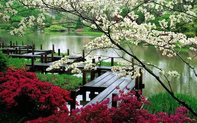 Сады японии картинки фотографии