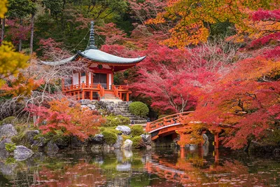 Как устроены японские сады и в чем их философия. Репортаж с лекции в парке  «Краснодар» | Юга.ру