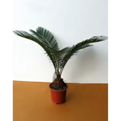 Фото Цикаса – красивейшего комнатного растения