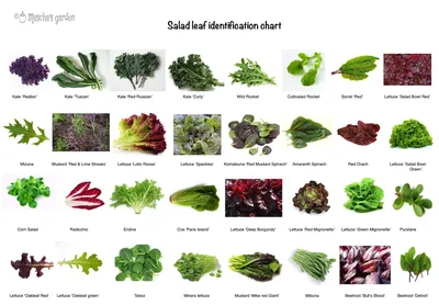 Виды зеленых салатов - 76 photo