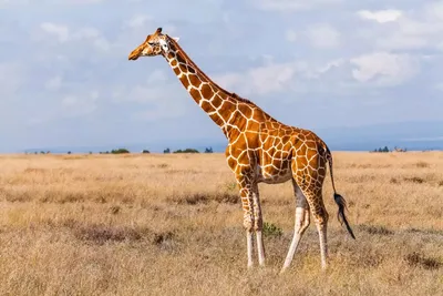 Жирафы -удивительные животные Африки. Самые интересные факты о жирафах. |  Vasilisa Premudrya | Дзен