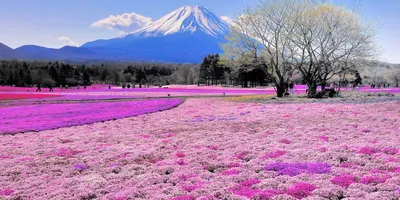 ТОП 16 самых красивых мест в Японии - Компания Туристический Клуб | TCC.UA