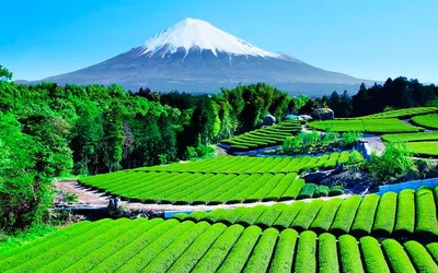 Предпочтения иностранных туристов: самые популярные туристические места  Японии | Nippon.com