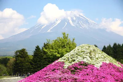 8 самых красивых мест в Японии, которые стоит посетить | Знающий Лимон |  Дзен