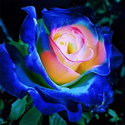 Самые красивые розы в мире картинки фотографии