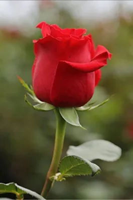 Самые красивые виды, сорта роз | Розы, Красивые розы, Цветение
