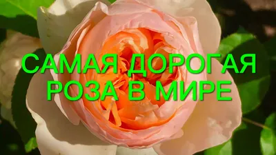 Самые красивые розы в мире • Розы и сад