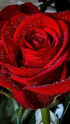 Картинки красивые цветы розы очень красивые (69 фото) » Картинки и статусы  про окружающий мир вокруг