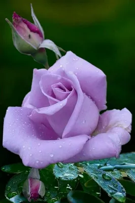 Самые красивые розы в мире растут в Эквадоре ! #цветыоптом | Instagram
