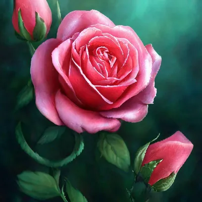 Самые красивые розы - красивые фото