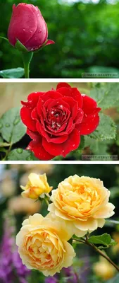 Очень красивые розы самая красивые …» — создано в Шедевруме