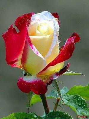 Самые красивые розы - фото и картинки: 141 штук