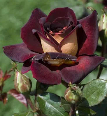 Самые красивые розы (150 фото) »