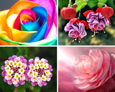 Топ самых популярных и красивых цветов в мире — Читайте в блоге «Городской  Базы Цветов»