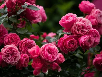 55 красных роз по цене 14750 ₽ - купить в RoseMarkt с доставкой по  Санкт-Петербургу