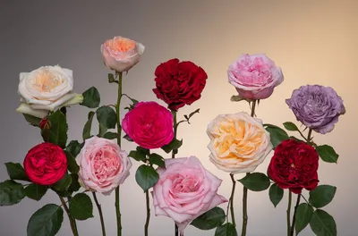 Самые красивые цветы в мире: названия, фото и интересные факты | Семицветик
