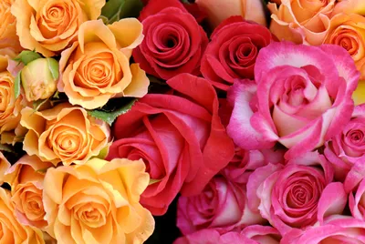 Самые красивые розы. Фото и интересные факты
