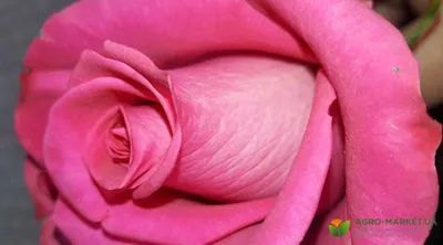 Пионовидные розы в коллекции Roots Flowers | компания Roots Flowers