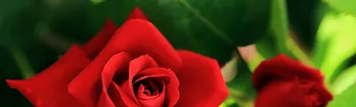 29 разноцветных роз | доставка по Москве и области