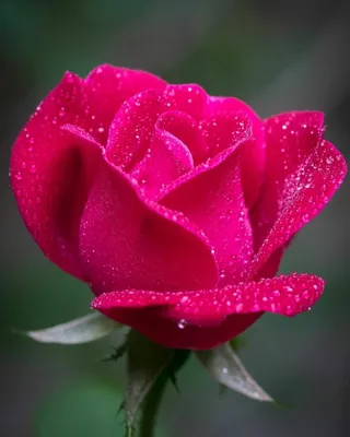 Pin de M.H.Admani en Beatiful and Clourful Flowers | Flores bonitas, Rosas  bonitas, Rosa arcoiris