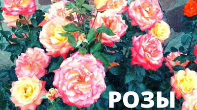 Самые красивые розы - лучшие сорта | Блог DonPion