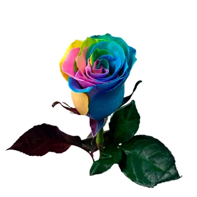Самые красивые цветы в мире фото розы: фото, изображения и картинки