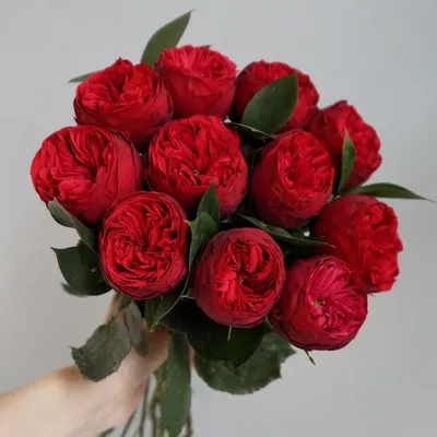 Самые красивые розы в мире (30+ ФОТО) | KRASOTA.ru