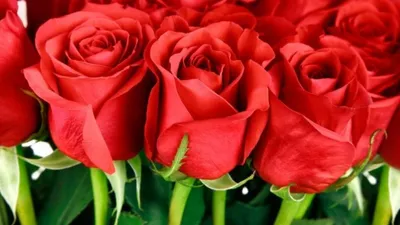 Самые красивые розы – лучшие сорта в Украине