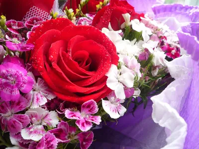 Мои самые необычные и красивые розы | Ксения Rosebushes | Дзен