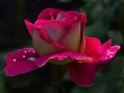 Очень красивые Розы пустыни, …» — создано в Шедевруме