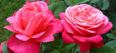20 САМЫХ КРАСИВЫХ РОЗ В МИРЕ и все в нашем саду🌹🌺🌷/ Самые красивые  двухцветные сорта роз - YouTube