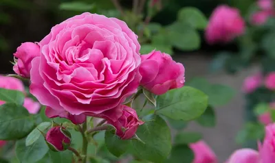 Радужная роза купить по цене 450 рублей в Хабаровске — интернет магазин  Shop Flower.