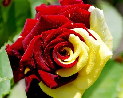 Самый красивый букет роз в мире - 64 фото