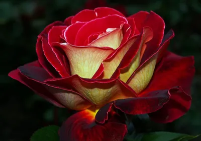 Самые красивые розы в мире - 74 фото