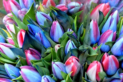 Самые красивые тюльпаны картинки фото