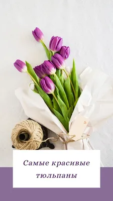 Самые красивые тюльпаны в мире: сорта и много ФОТО | Тюльпаны, Комнатные  цветы, Цветы