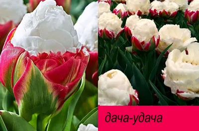 САМЫЕ КРАСИВЫЕ ТЮЛЬПАНЫ. ФОТО | Тюльпаны, Цветение, Весна