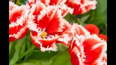 Букет тюльпанов «Элегия» - Красивые цветы в Тамбове