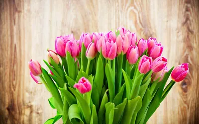 В Курской области рассказали, как правильно выбрать тюльпаны к празднику »  46ТВ Курское Интернет Телевидение