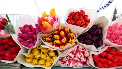 Пионовидные тюльпаны Коламбусс поштучно от /шт. Купить цветы.