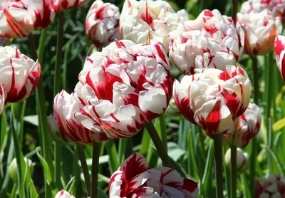 Цветы в коробке Москва on Instagram: “Тюльпаны, которые заряжены на ваши  лайки😅 наши самые-самые красивые, хорошопродава… | Flower aesthetic, Love  flowers, Flowers