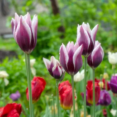 Тюльпаны в моём саду. Самые красивые поздние сорта! | МОЙ САД У ДОМА | Дзен