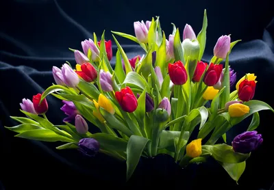 Очень красивые фото и картинки цветов - тюльпан, лилейник, гербера, роза