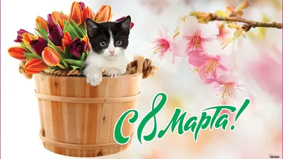 С наступающим 💐🌺🎁🎉 8 Марта, девочки! | Открытки, Март, Праздничные  открытки