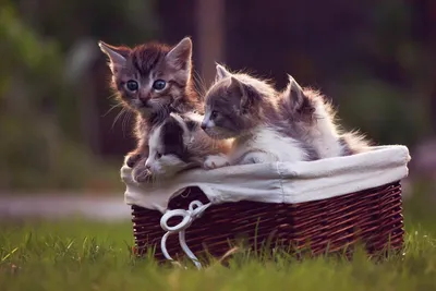 Манулы- самые милые коты.5 фактов о Манулах | Пикабу