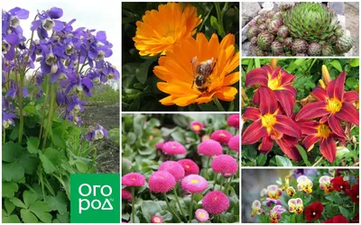 Неприхотливые цветы, которые можно выращивать где угодно | В цветнике  (Огород.ru)